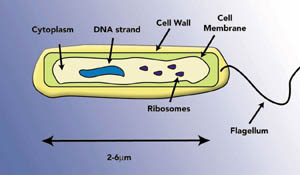 diagramof the legionellae bacteria