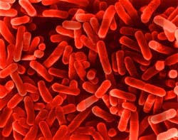 legionellae bacteria
