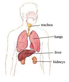 diagram of the airways & lungs