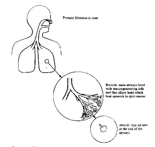 diagram of the lungss